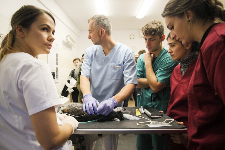 Lemur Julian przechodzi operację we Wrocławiu [ZDJĘCIA], Magda Pasiewicz